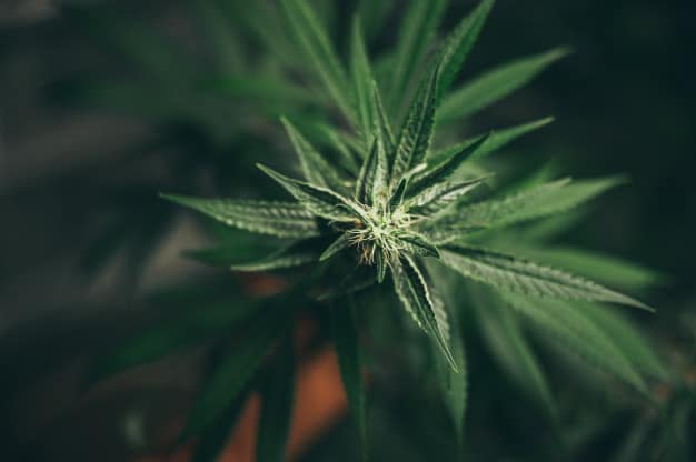 growing-cannabis growing-cannabis