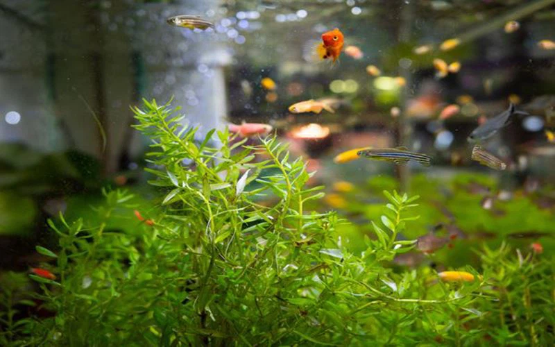 mini-aquatic-plants-landscape-for-sale-1217587883-8e430cb2acaa44a6818edc1955b0a96b