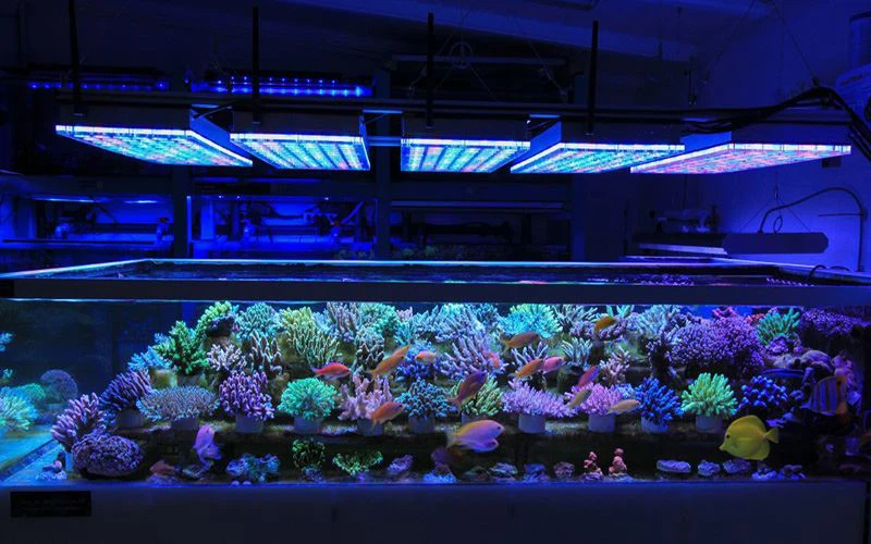 coral-farm-LED-light-1